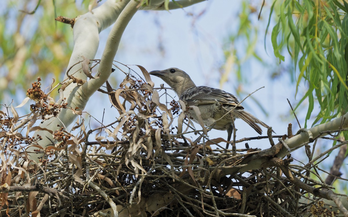 Great Bowerbird - ML646272477