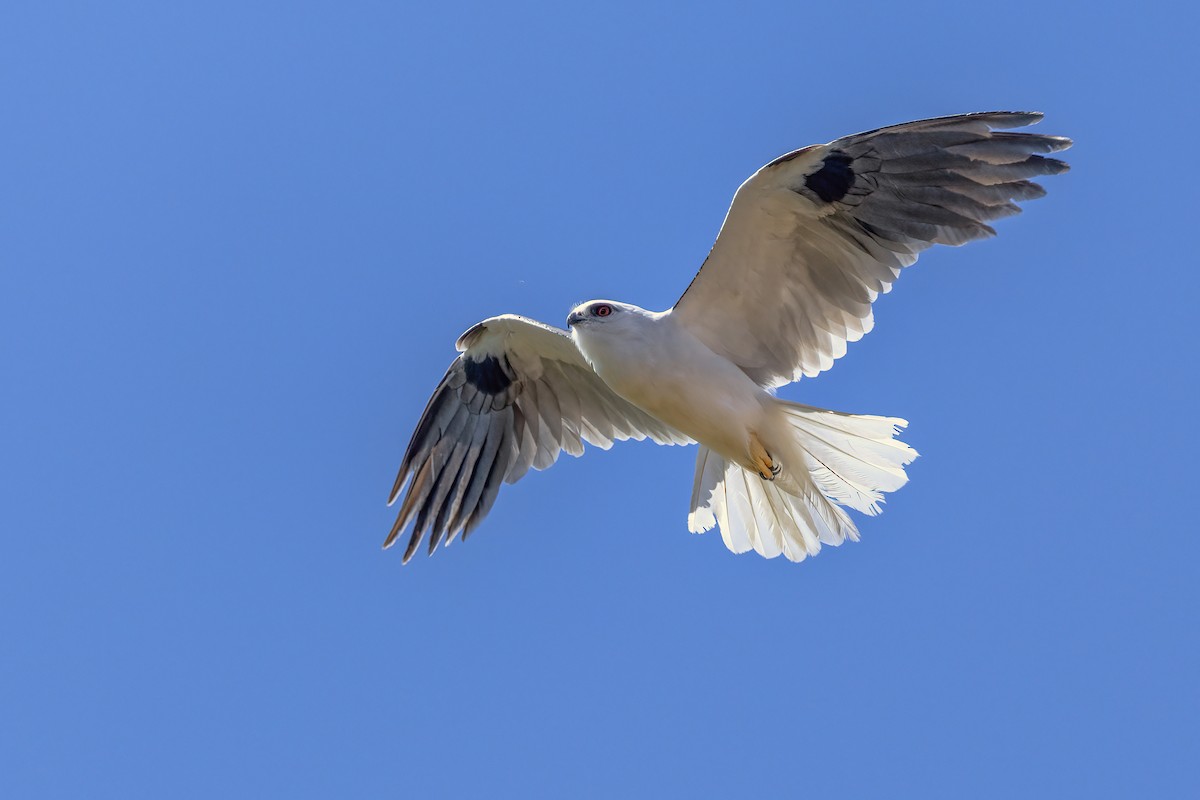 Black-shouldered Kite - ML646272483