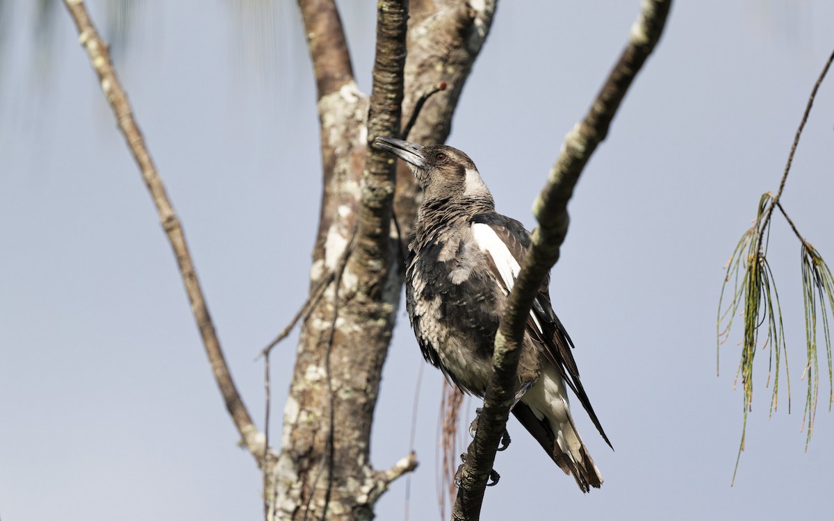 Australian Magpie - ML646272484