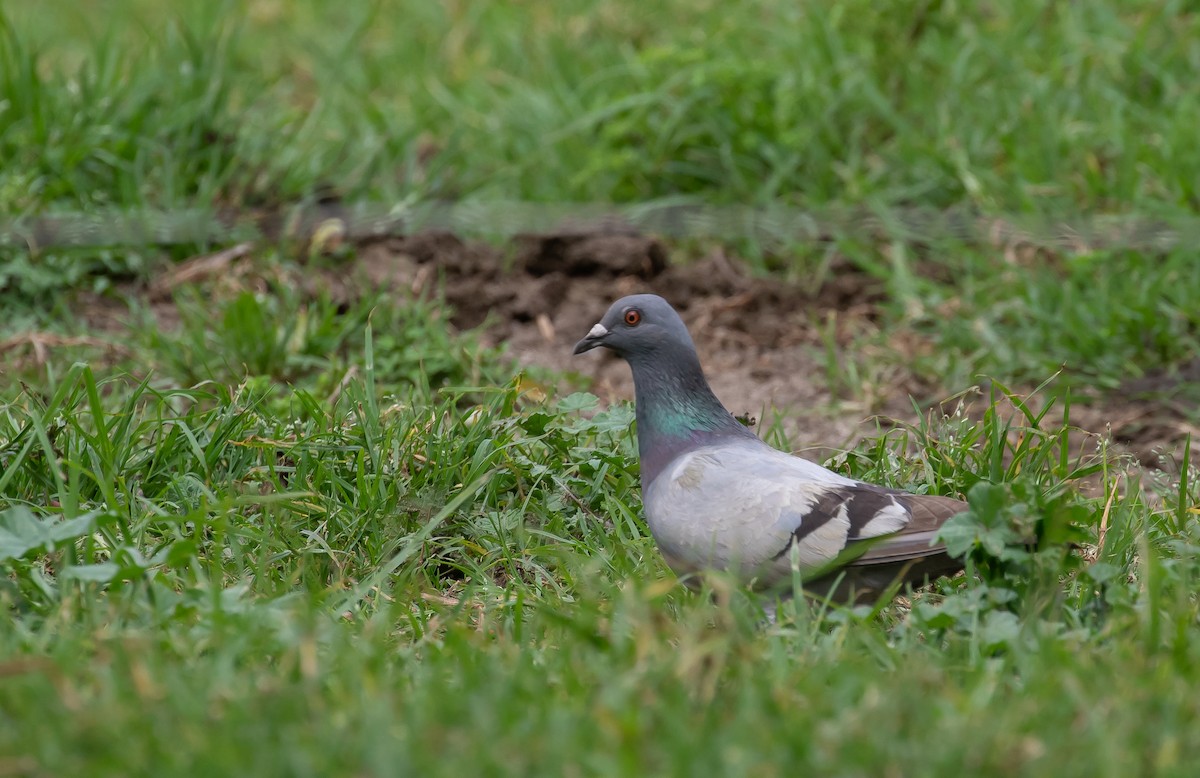 Kaya Güvercini (evcil tip) - ML646272488