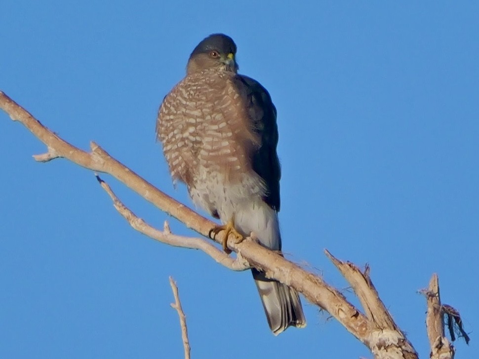 Sharp-shinned/Cooper's Hawk - ML646272489