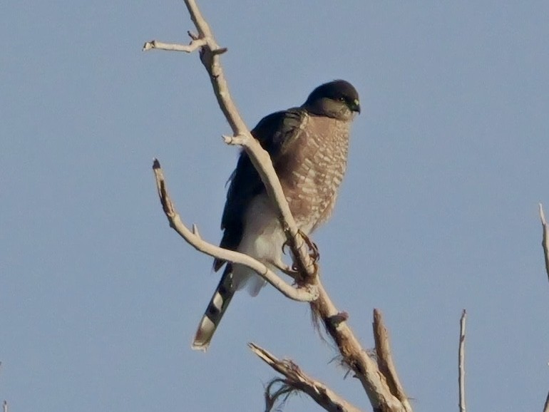 Sharp-shinned/Cooper's Hawk - ML646272490