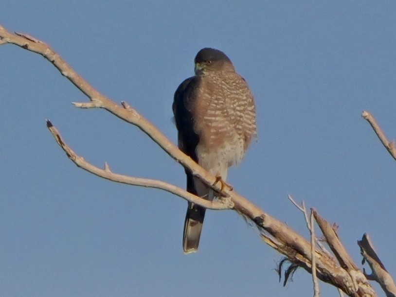 Sharp-shinned/Cooper's Hawk - ML646272491