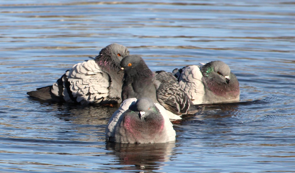 Kaya Güvercini (evcil tip) - ML646272492