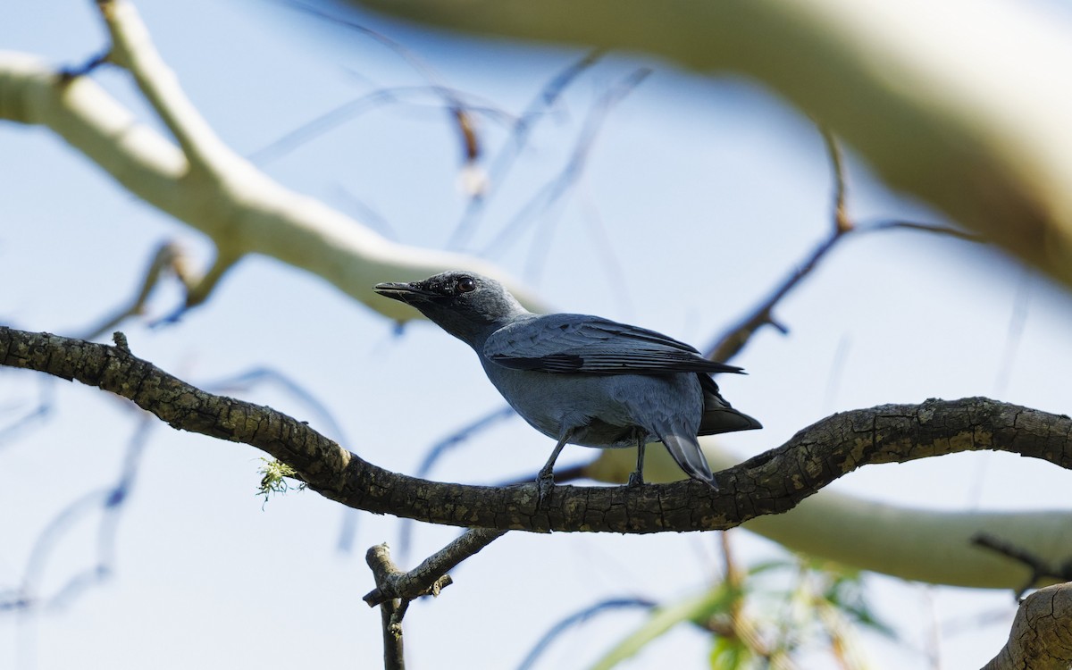 Sahul Cicadabird - ML646272495