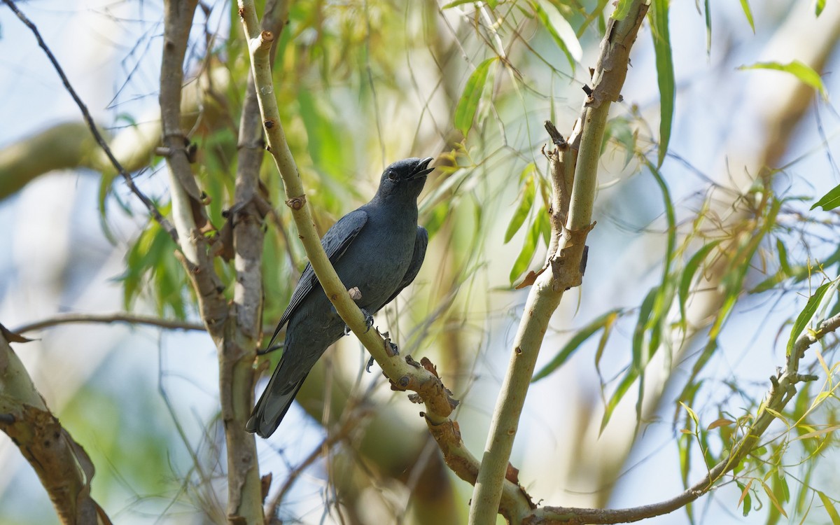 Sahul Cicadabird - ML646272496