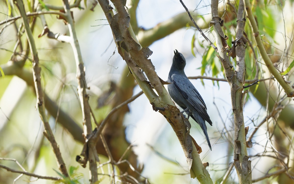 Sahul Cicadabird - ML646272497