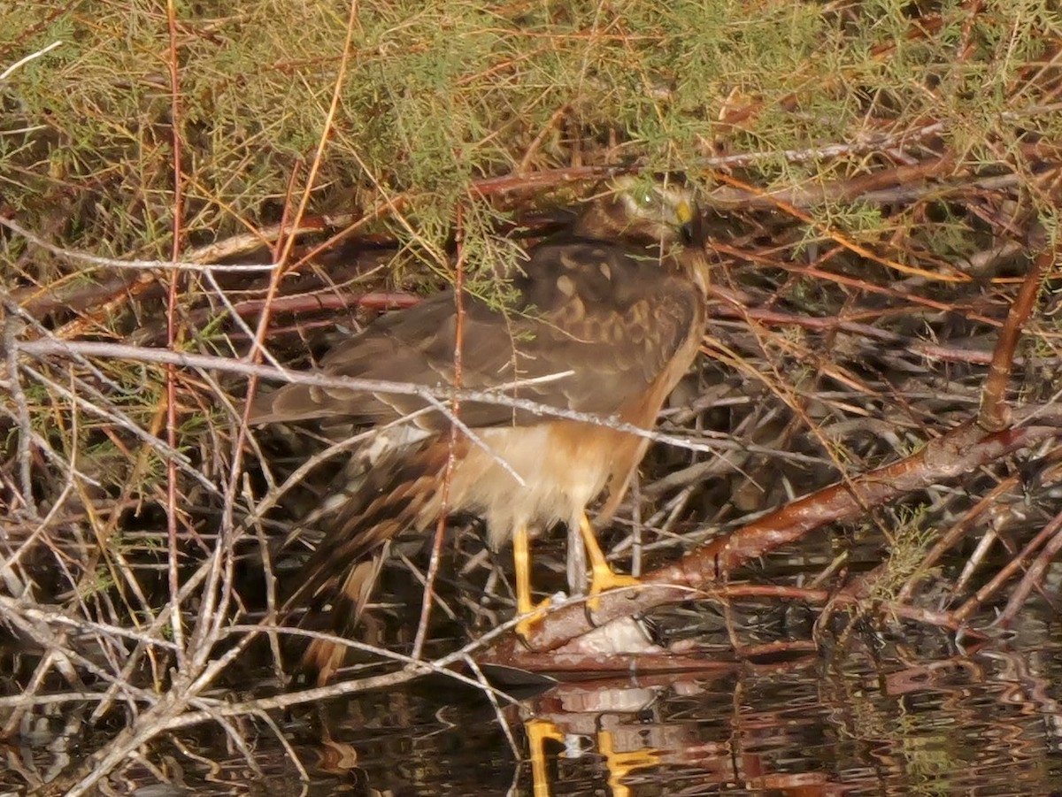 Northern Harrier - ML646272500