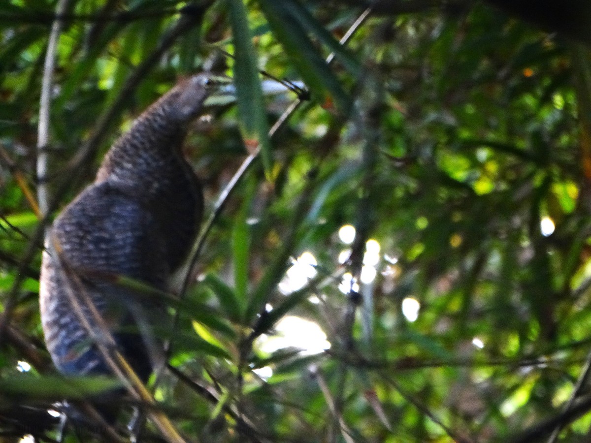 bukač proužkovaný - ML646272509