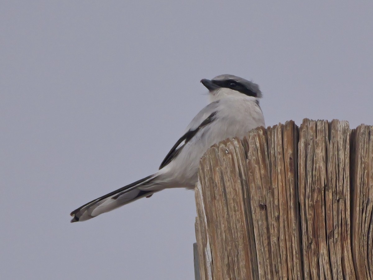 Loggerhead Shrike - ML646272511