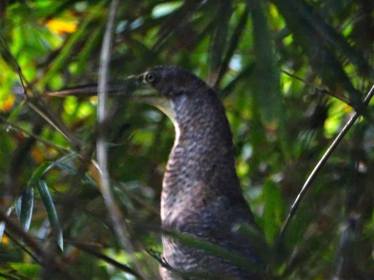 bukač proužkovaný - ML646272514