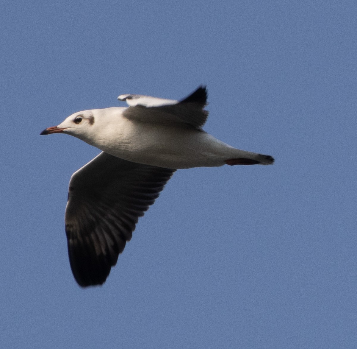 Brown-headed Gull - ML646272515