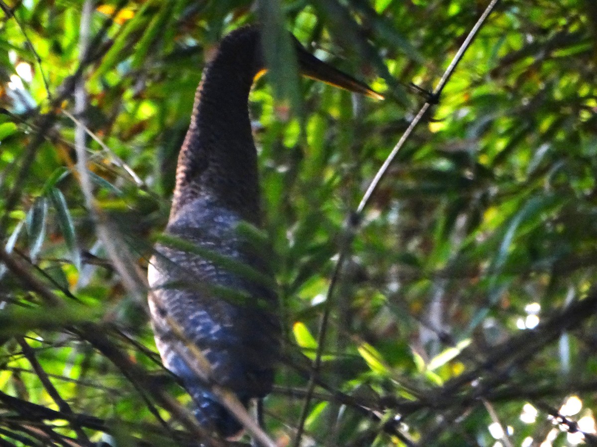 bukač proužkovaný - ML646272516