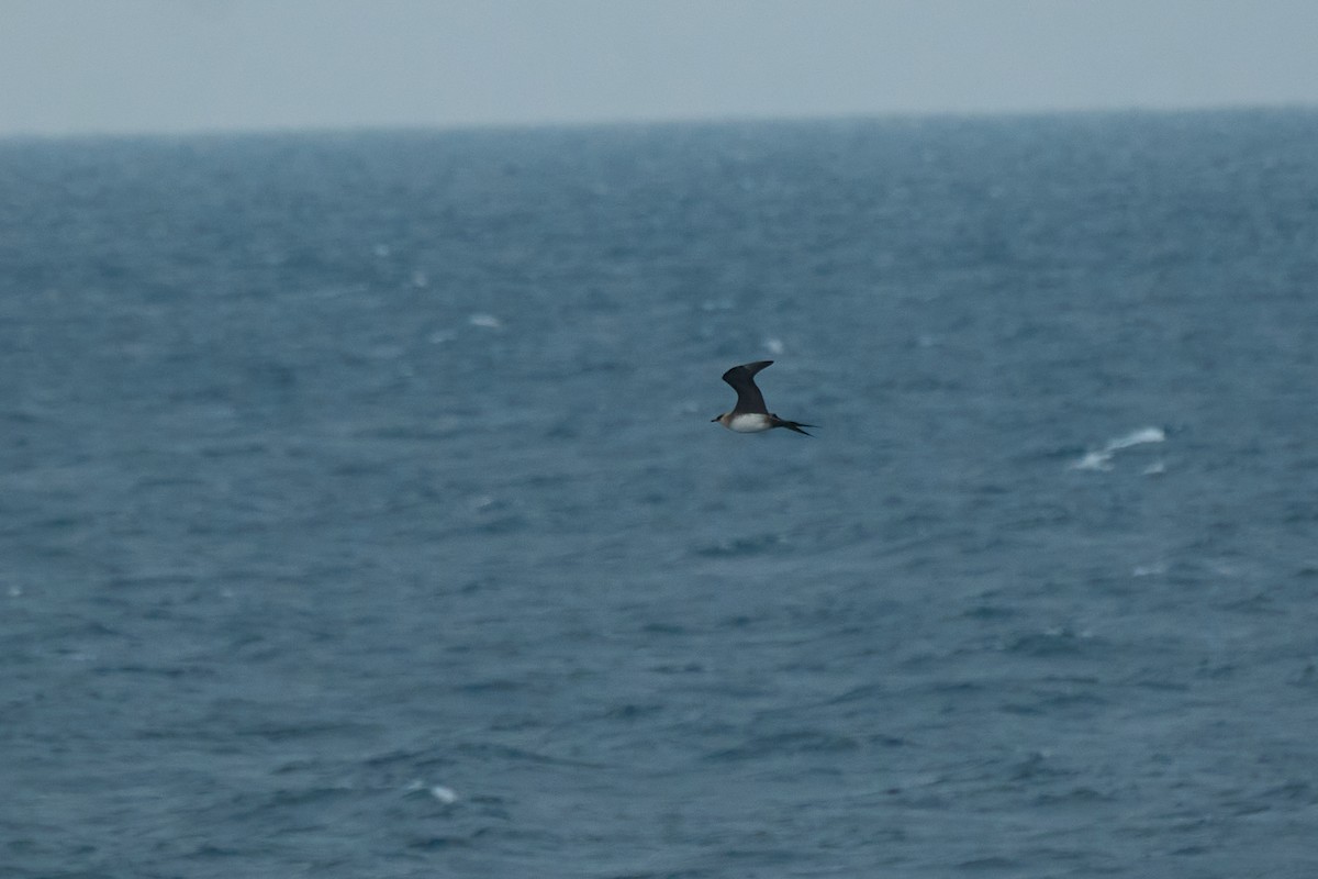 Parasitic Jaeger - ML646272520