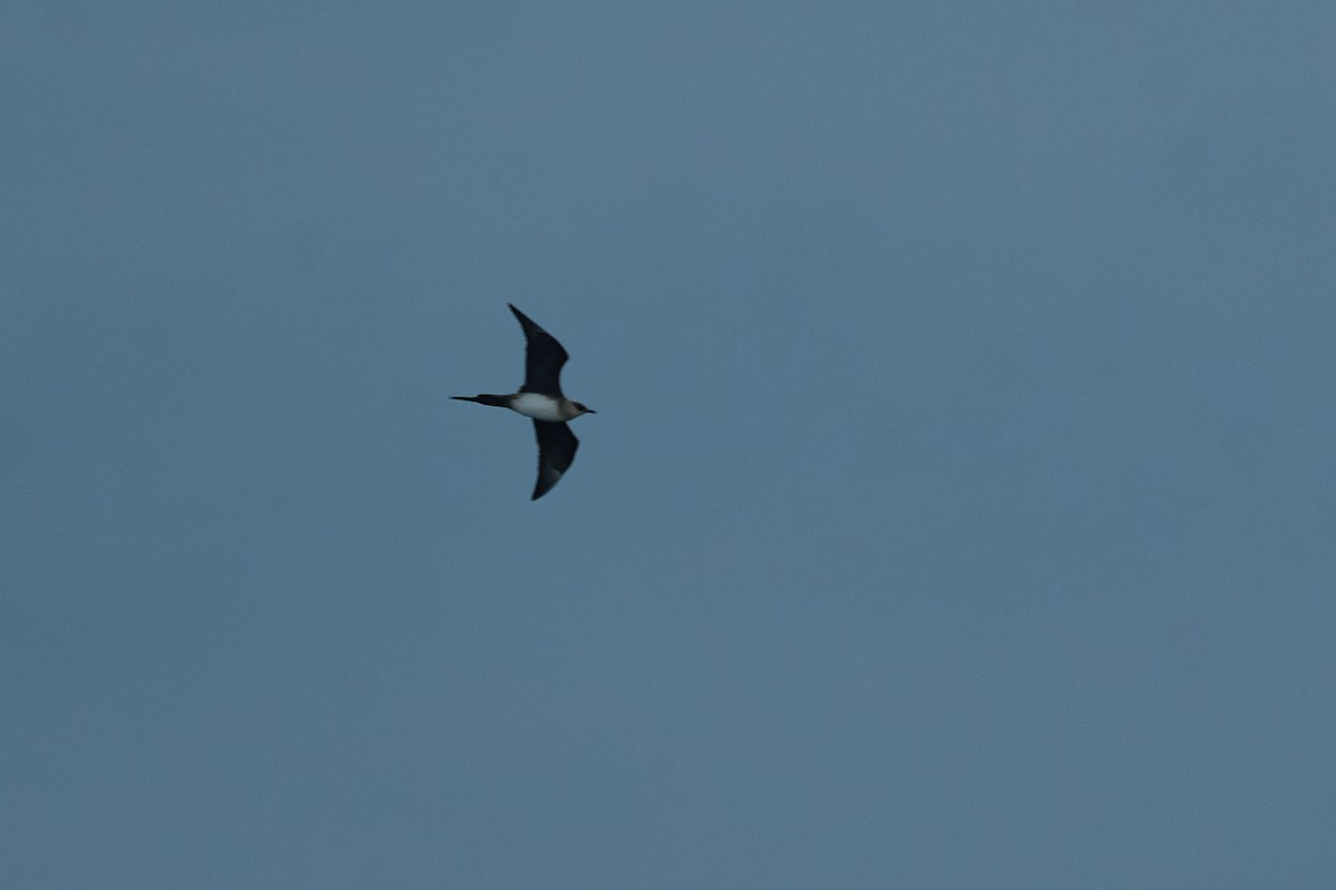 Parasitic Jaeger - ML646272522