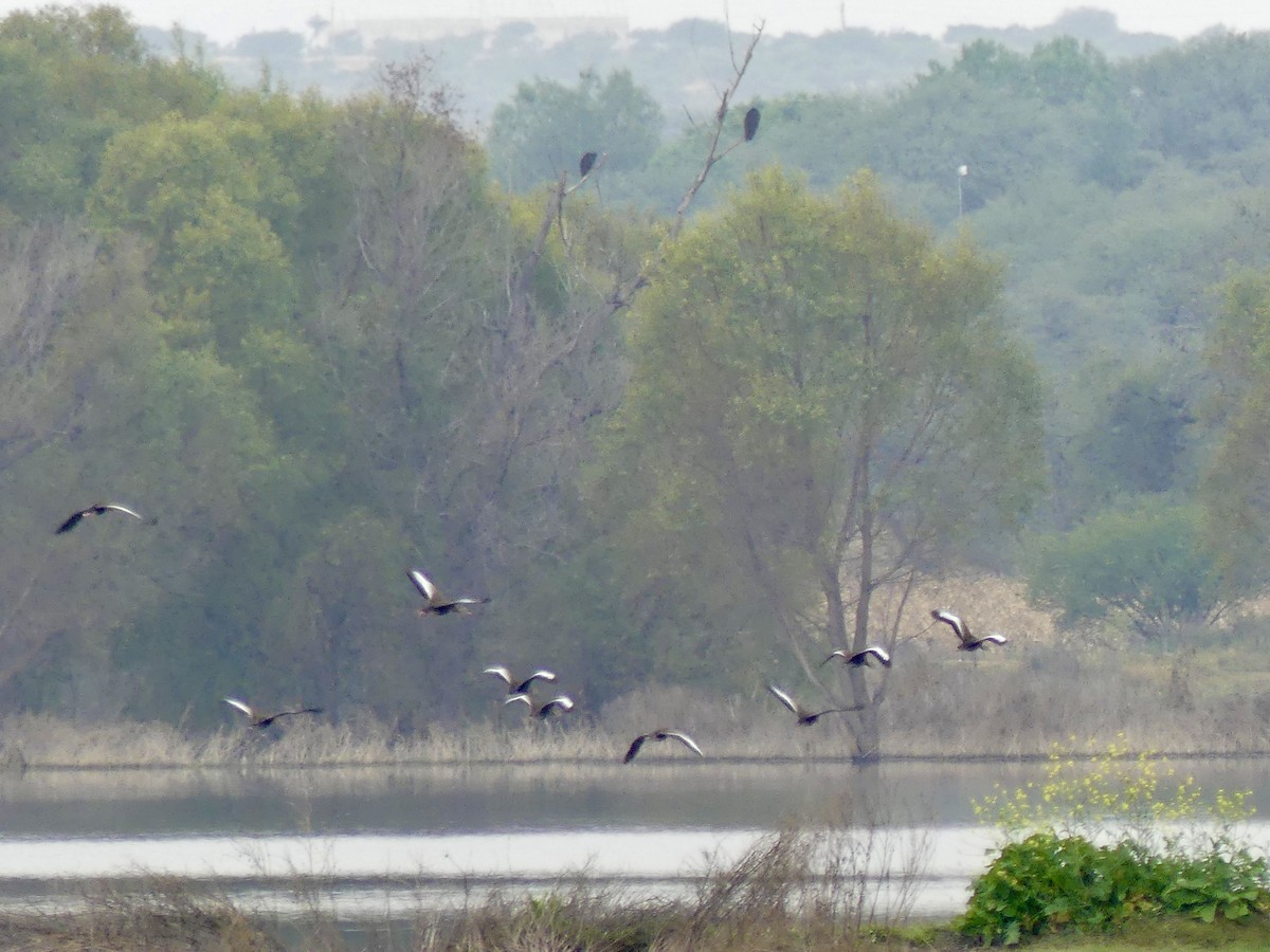 Black-bellied Whistling-Duck - ML646272527