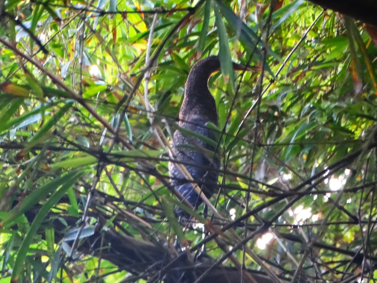Fasciated Tiger-Heron - ML646272528