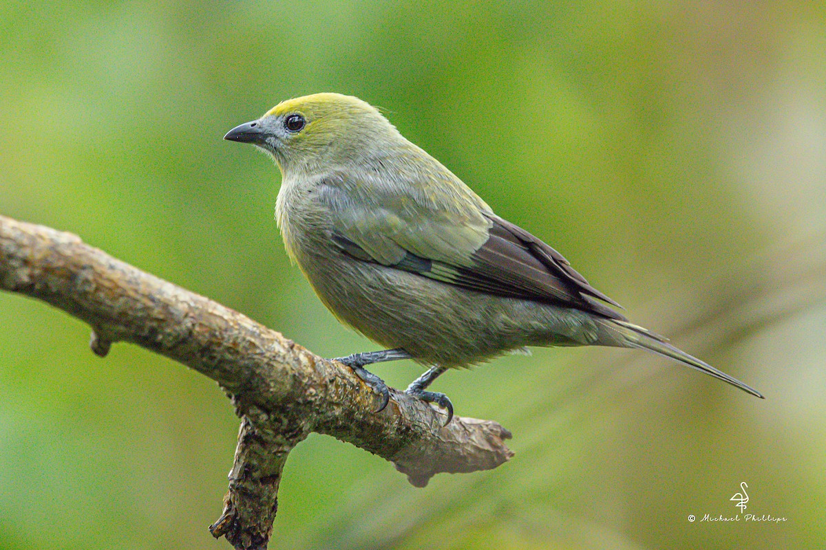 Palm Tanager - ML646272529