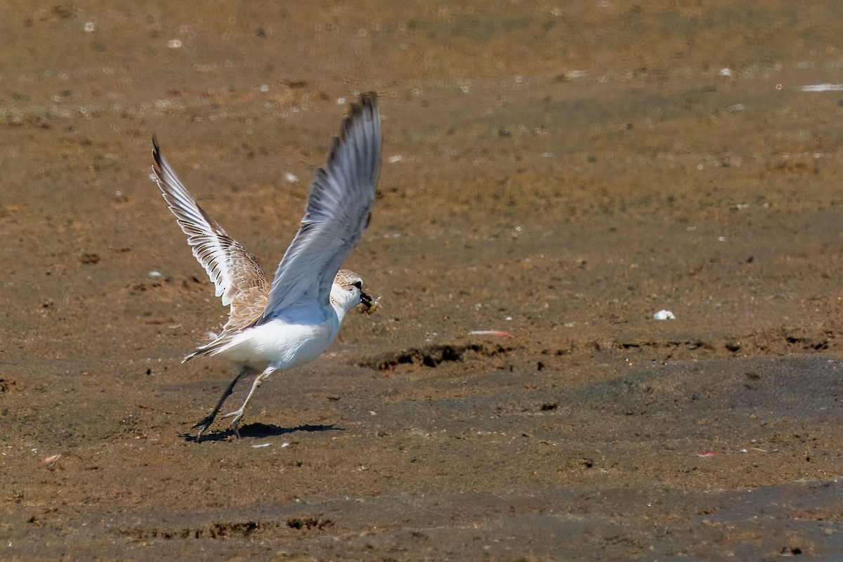 White-fronted Plover - ML646272530