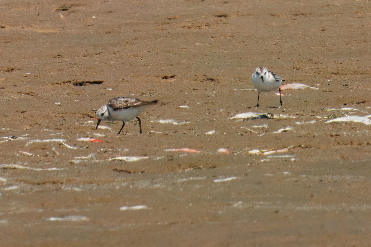 Sanderling - ML646272532