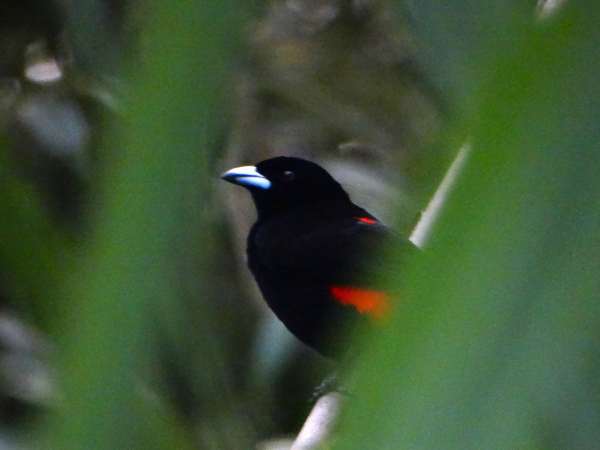 Scarlet-rumped Tanager - ML646272538