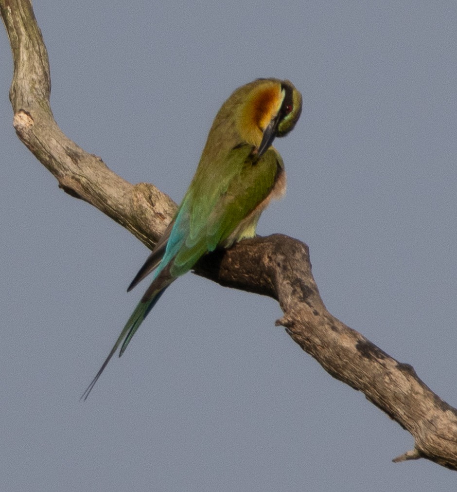Blue-tailed Bee-eater - ML646272539