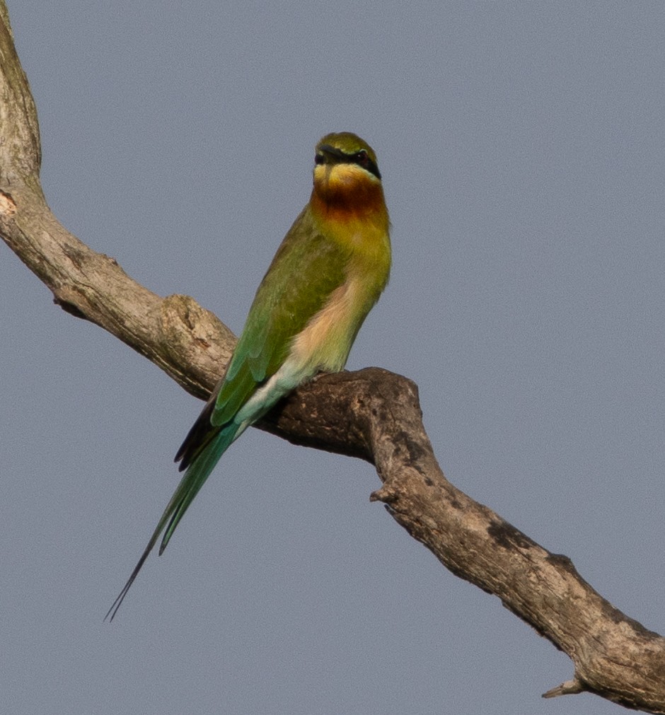 Blue-tailed Bee-eater - ML646272540