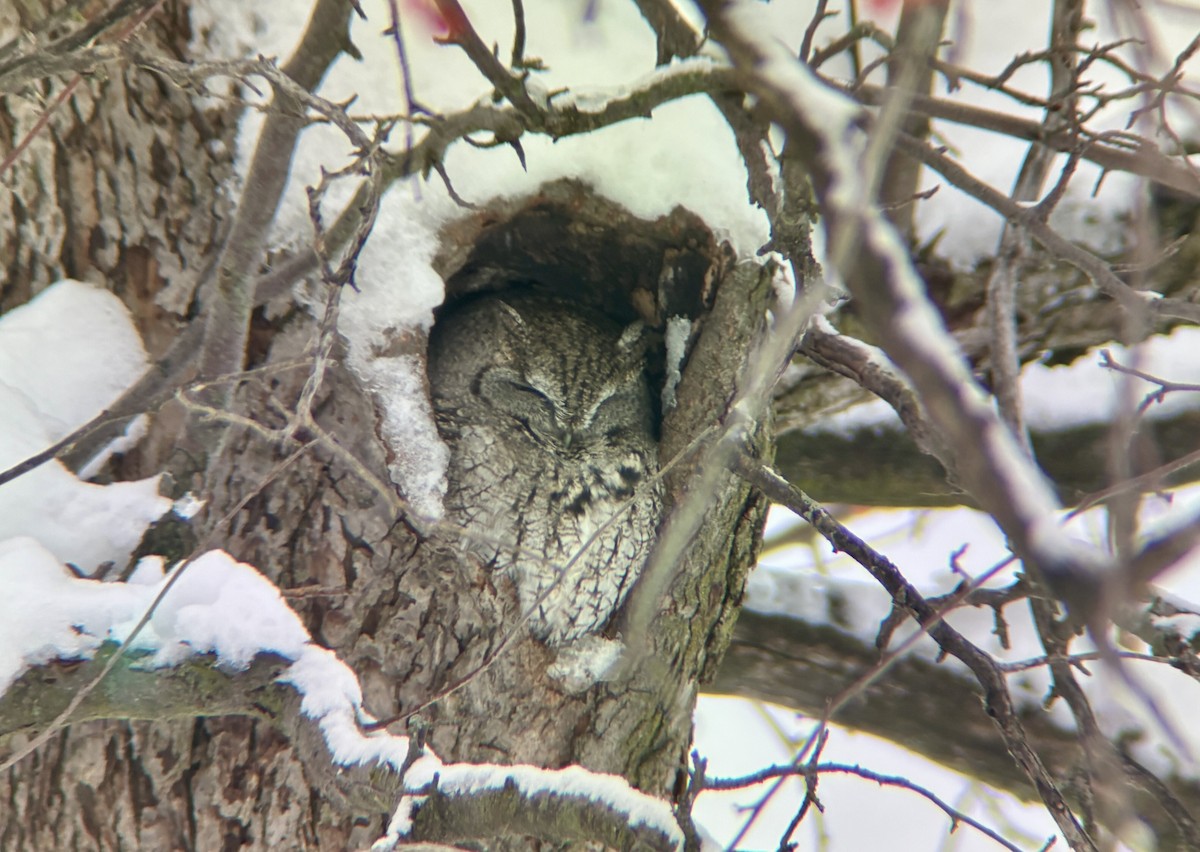 Eastern Screech-Owl - ML646272542