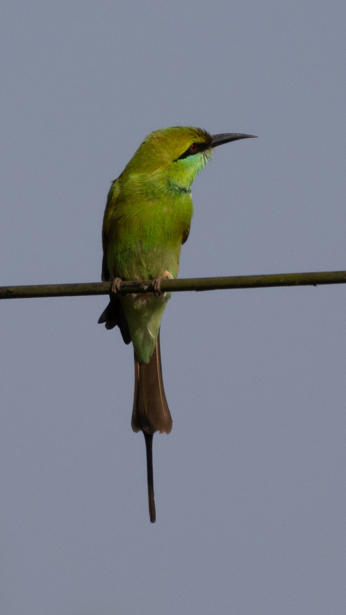 Asian Green Bee-eater - ML646272543