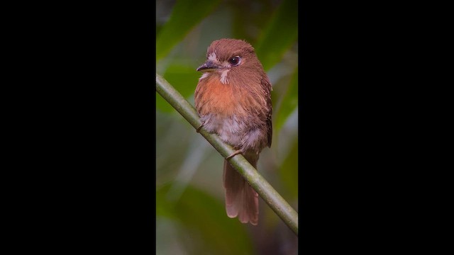 Moustached Puffbird - ML646272544