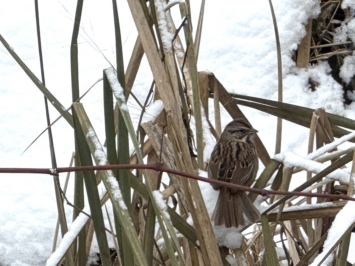 Song Sparrow - ML646272546