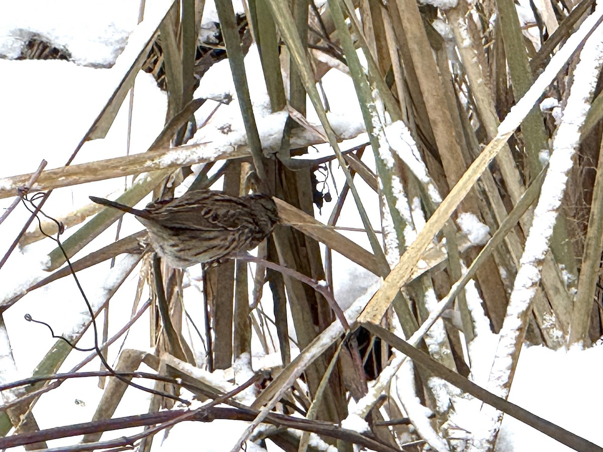 Song Sparrow - ML646272547