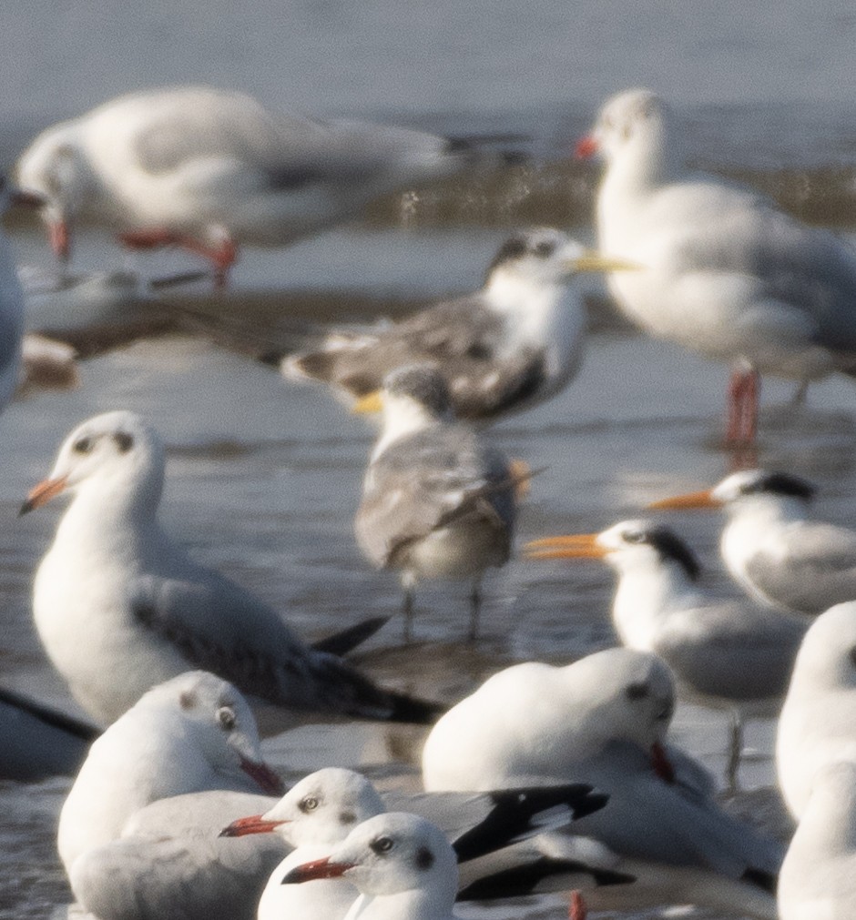 Lesser Crested Tern - ML646272549