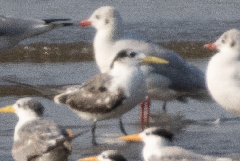 Great Crested Tern - ML646272551