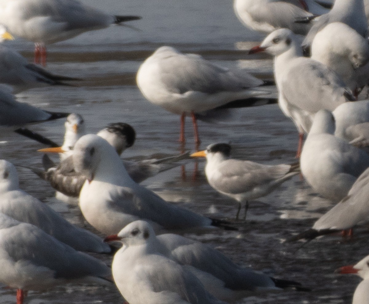 Lesser Crested Tern - ML646272552