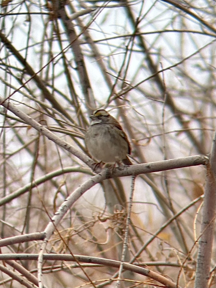 White-throated Sparrow - ML646272553