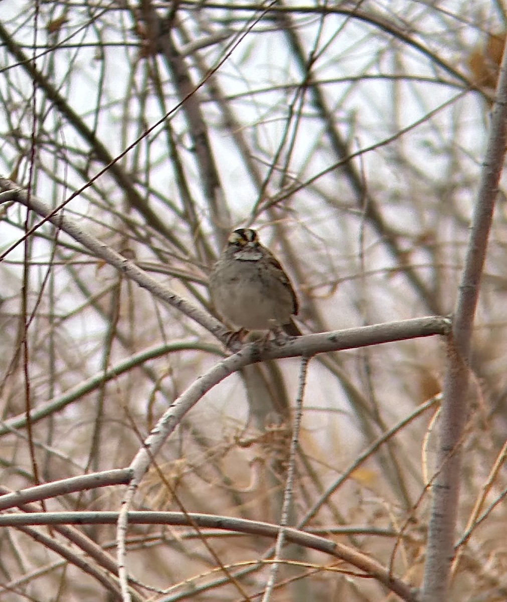 White-throated Sparrow - ML646272554