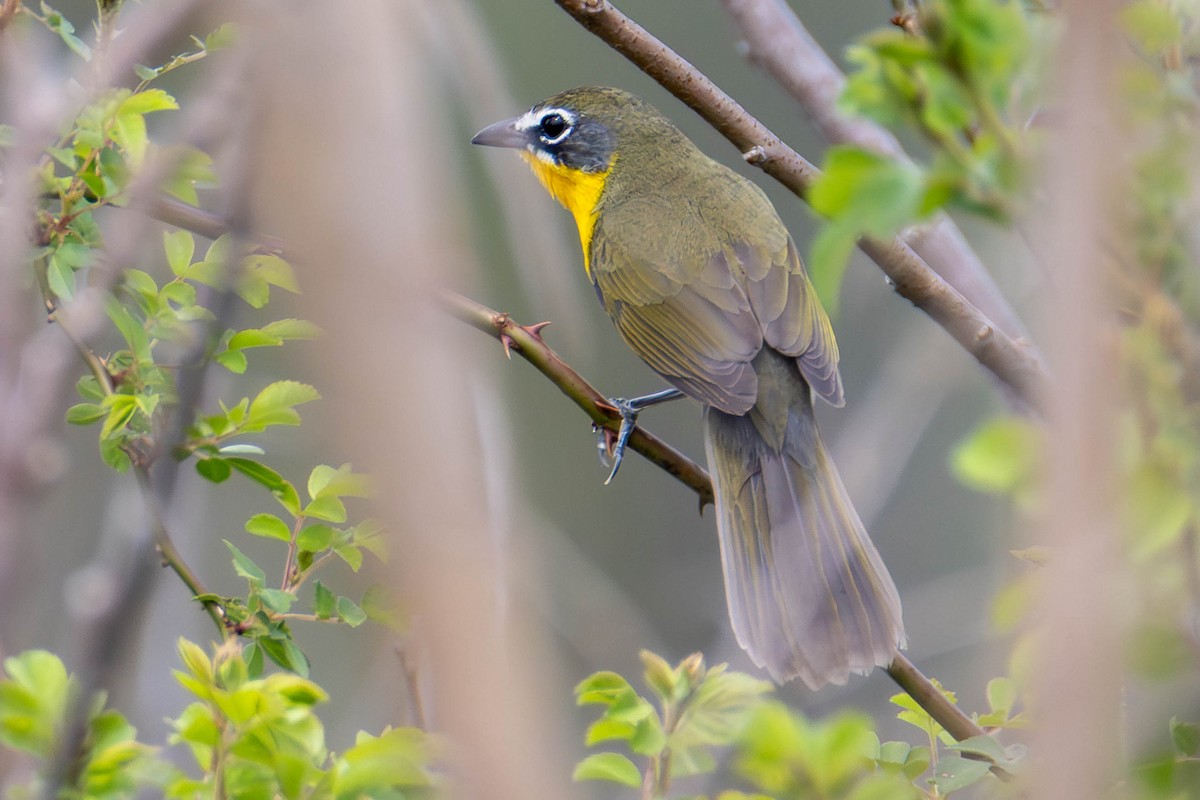 Yellow-breasted Chat - ML646272560