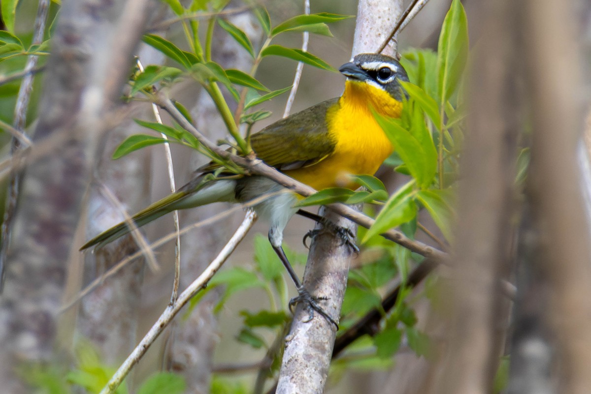 Yellow-breasted Chat - ML646272563