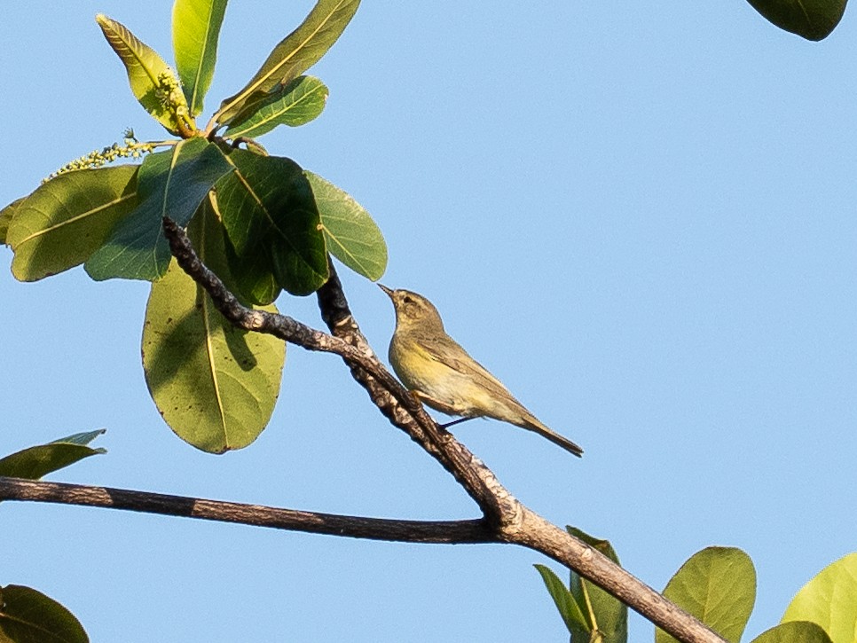 キタヤナギムシクイ - ML646272564