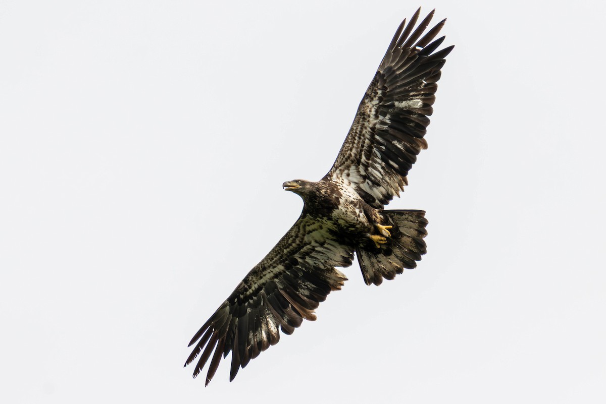 Bald Eagle - ML646272568