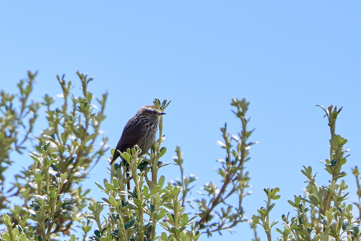 Andean Tit-Spinetail - ML646272569