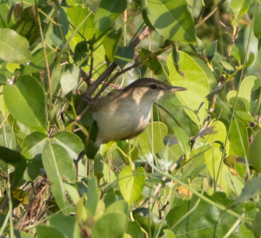 קנית אפריקנית - ML646272570
