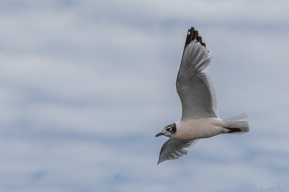 Gabbiano di Franklin - ML646272571