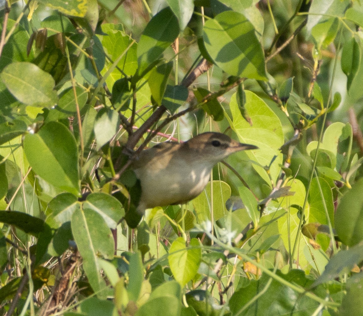 קנית אפריקנית - ML646272572