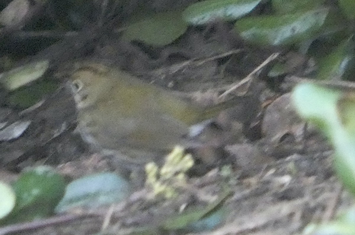 Ovenbird - ML646272573