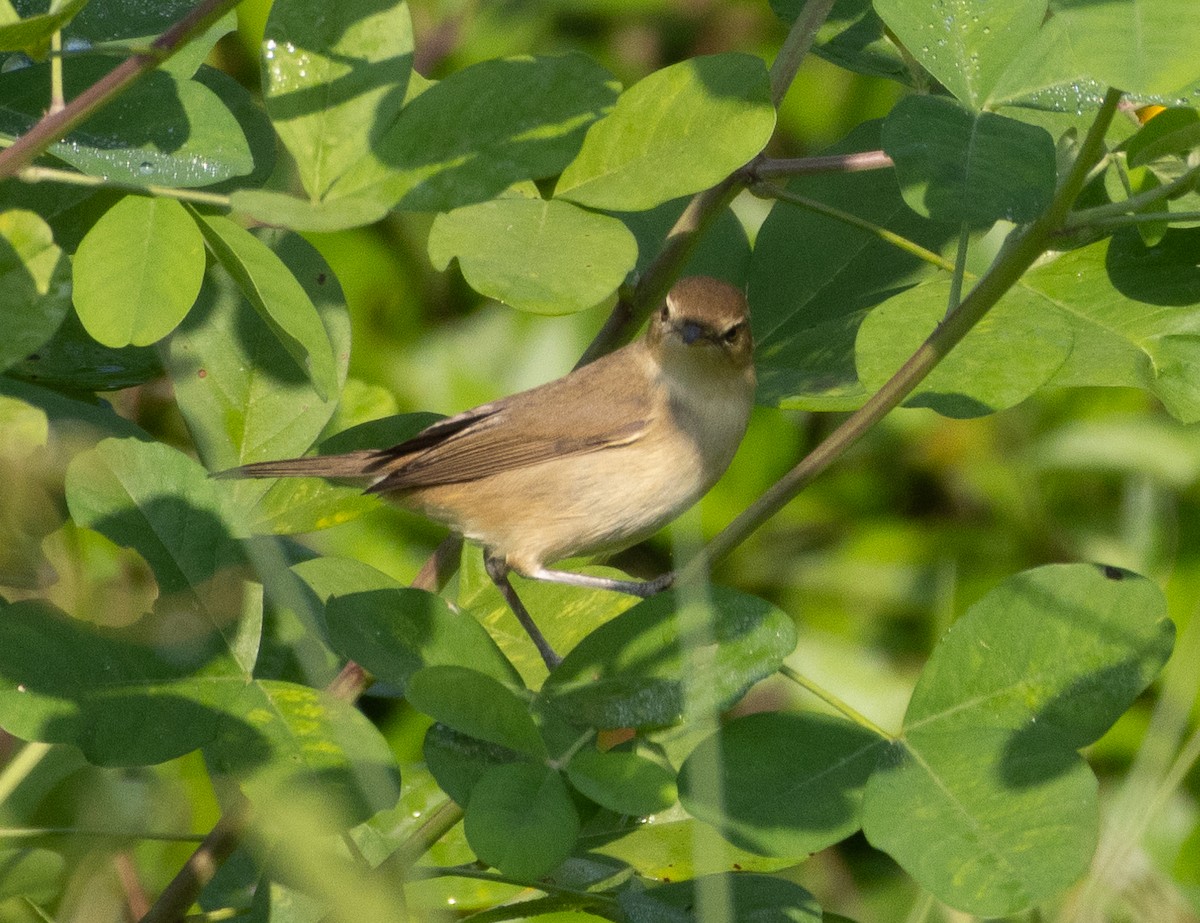 קנית אפריקנית - ML646272574