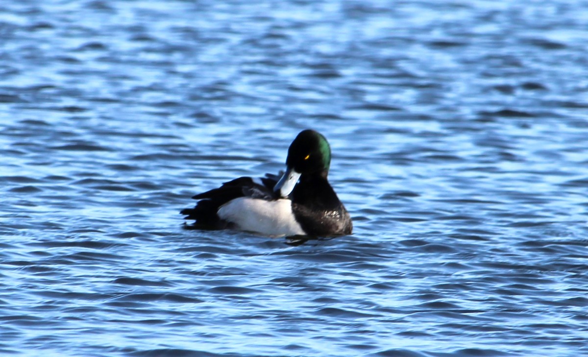 Greater Scaup - ML646272575