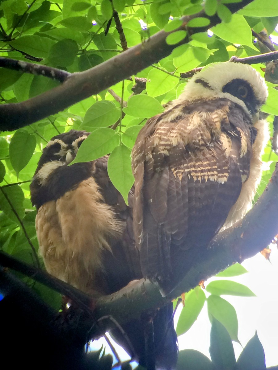 Black-and-white Owl - ML646272576