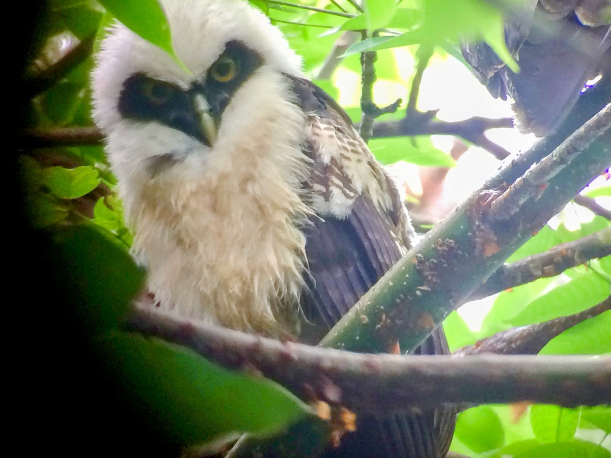 Black-and-white Owl - ML646272577